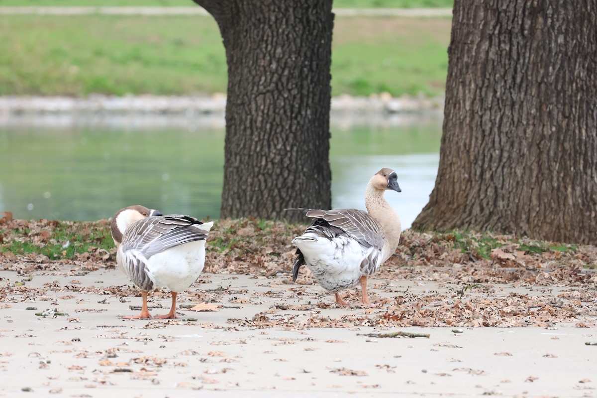 Гуска китайська (свійська) - ML647052470