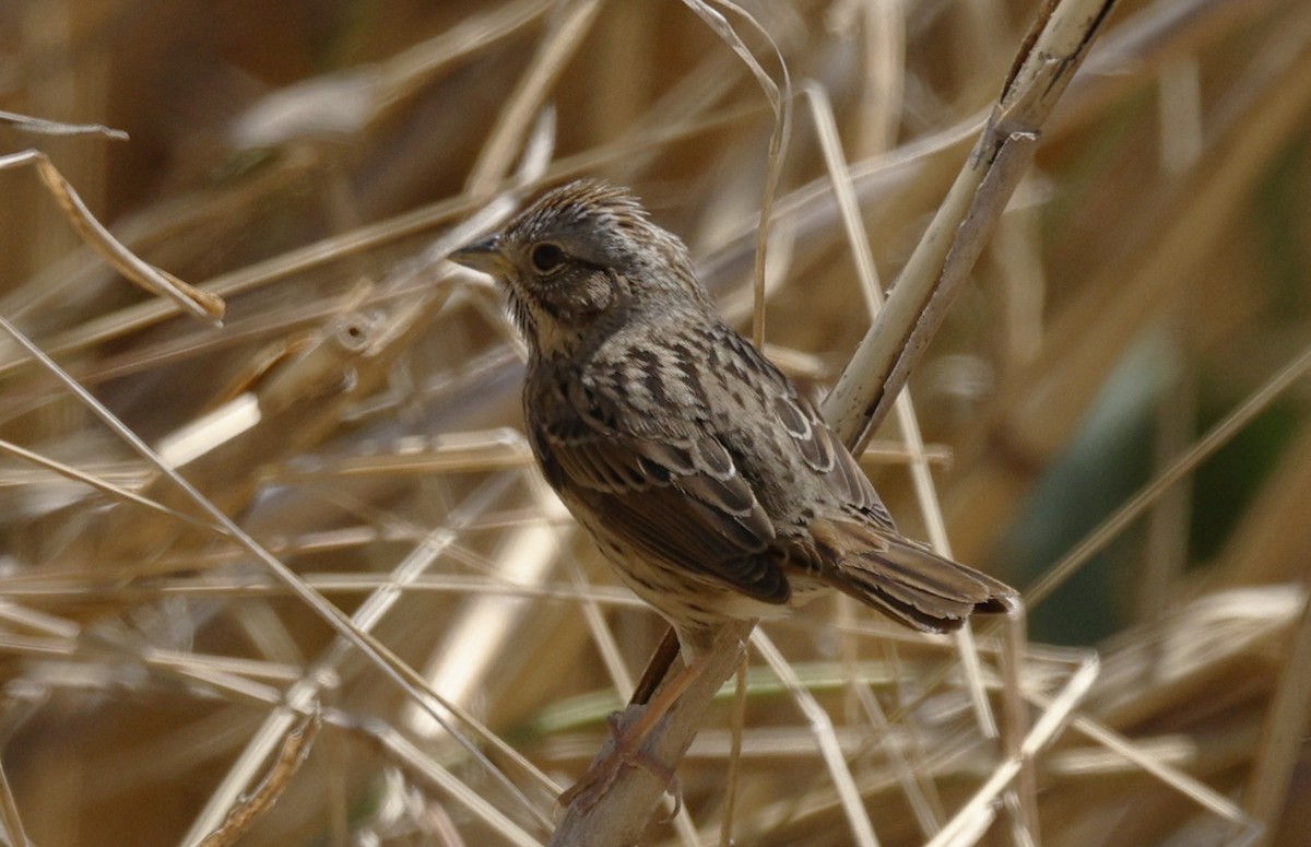 Lincoln's Sparrow - ML647052472