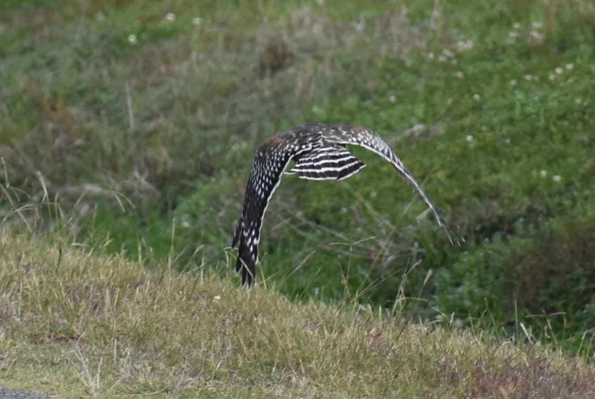 káně páskovaná - ML647052475