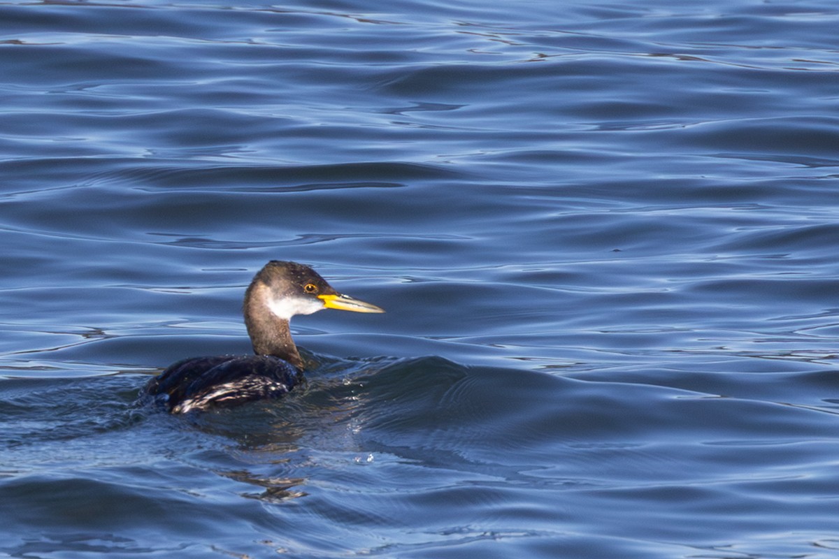 Somormujo Cuellirrojo - ML647052477