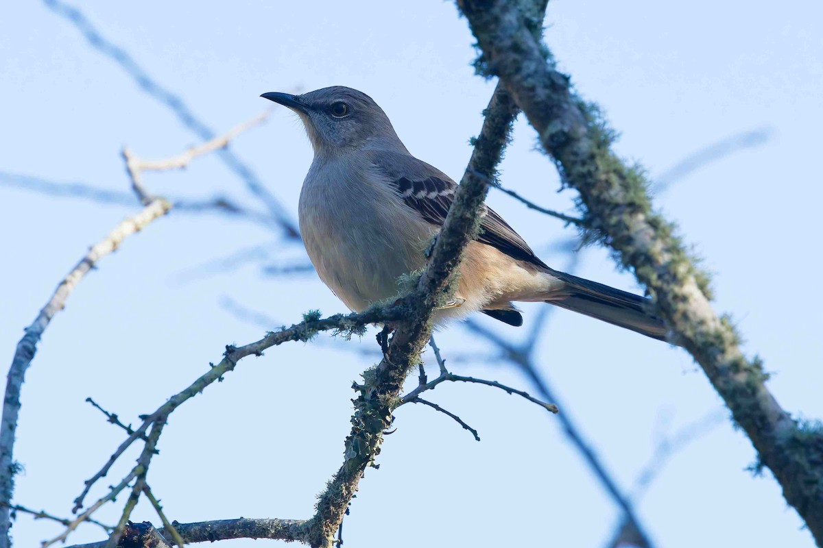 Northern Mockingbird - ML647052478