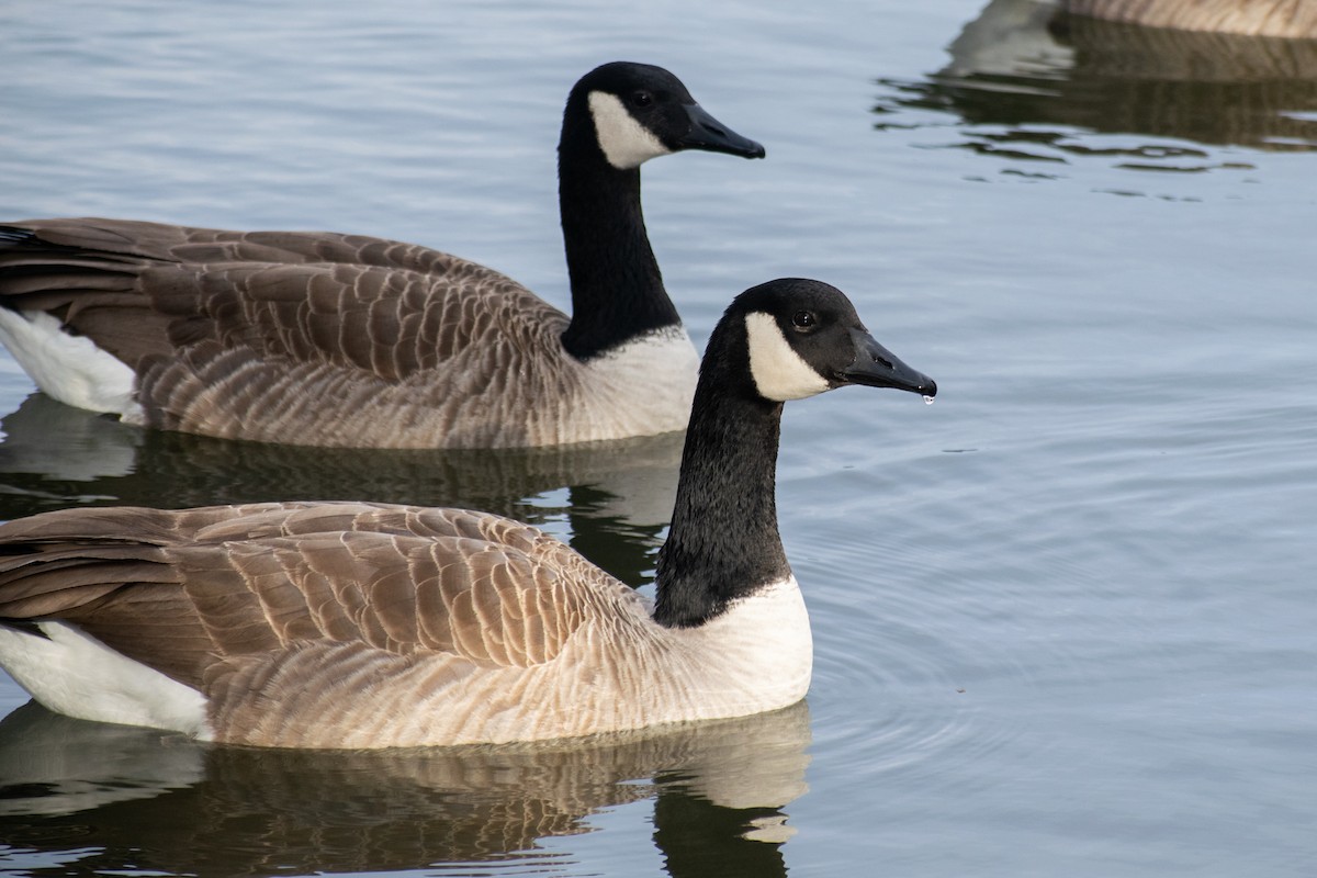 Kanada Kazı - ML647052483