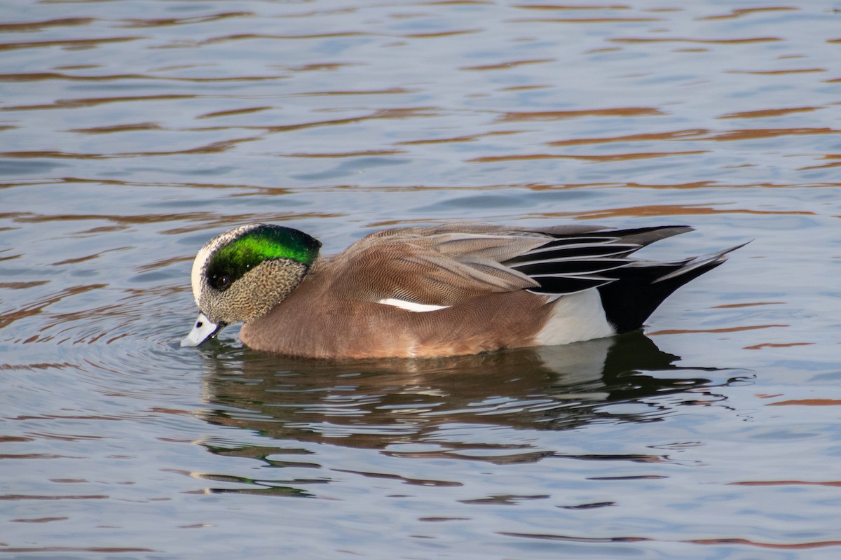 American Wigeon - ML647052488