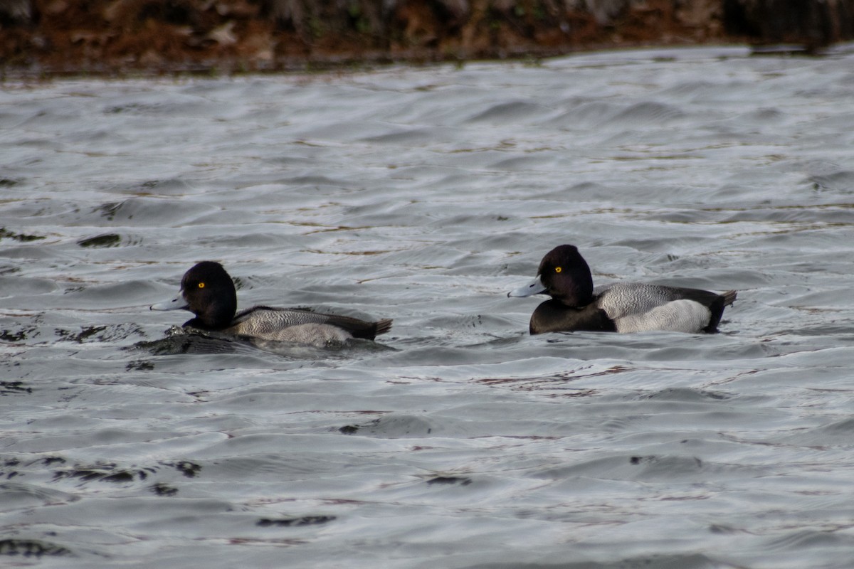 Lesser Scaup - ML647052491