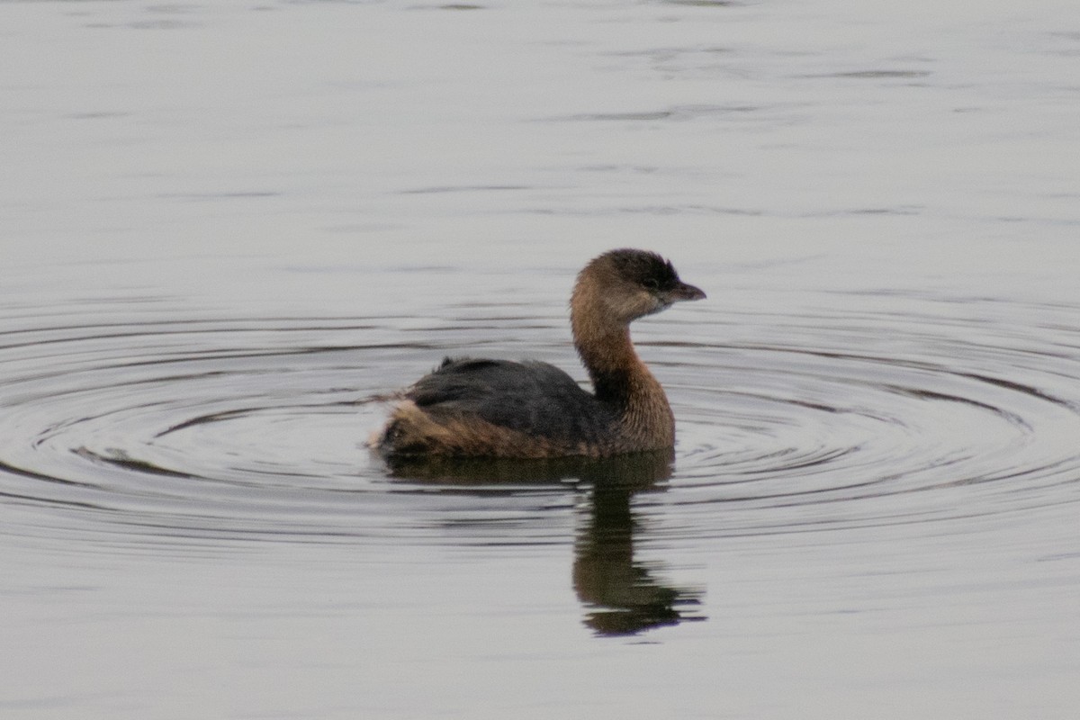 Pied-billed Grebe - ML647052499