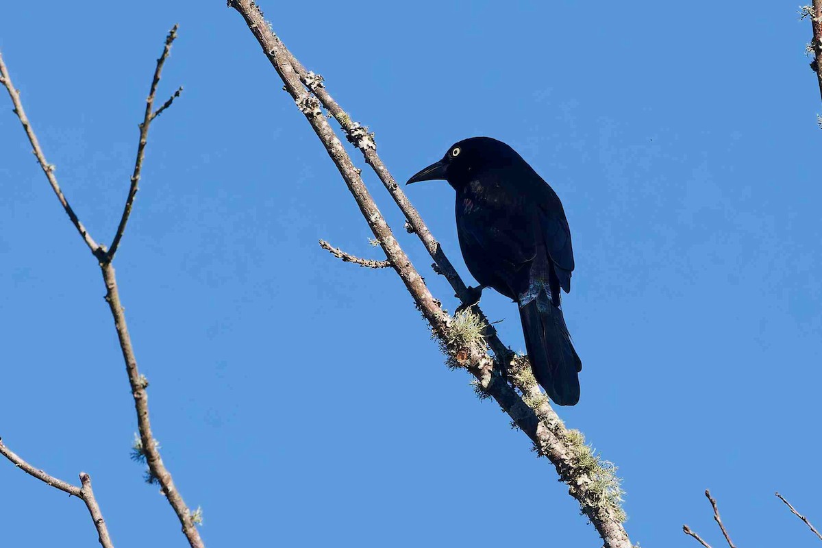 Common Grackle - ML647052500