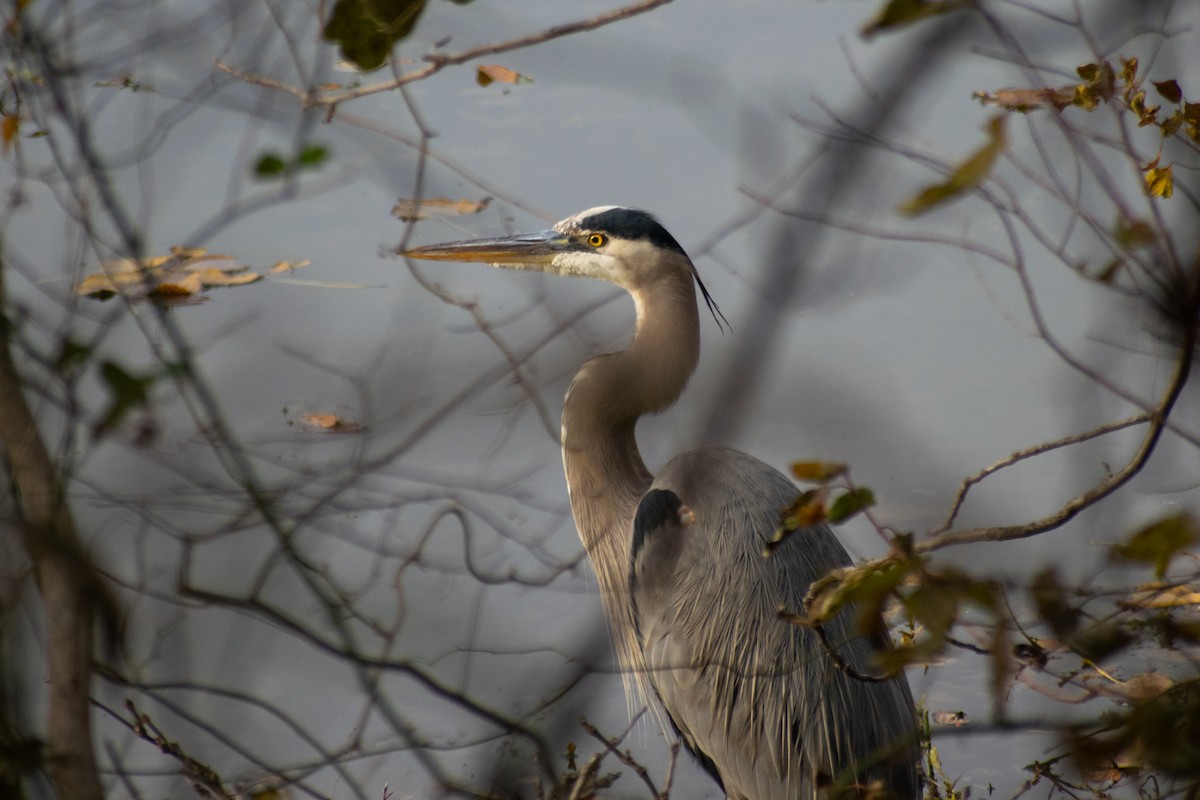 Great Blue Heron - ML647052502