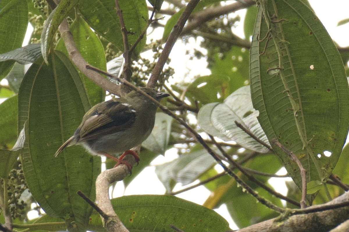White-bearded Manakin - ML647052503