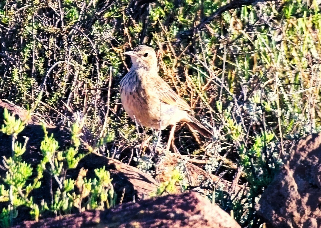 Nicholson's Pipit - ML647052507