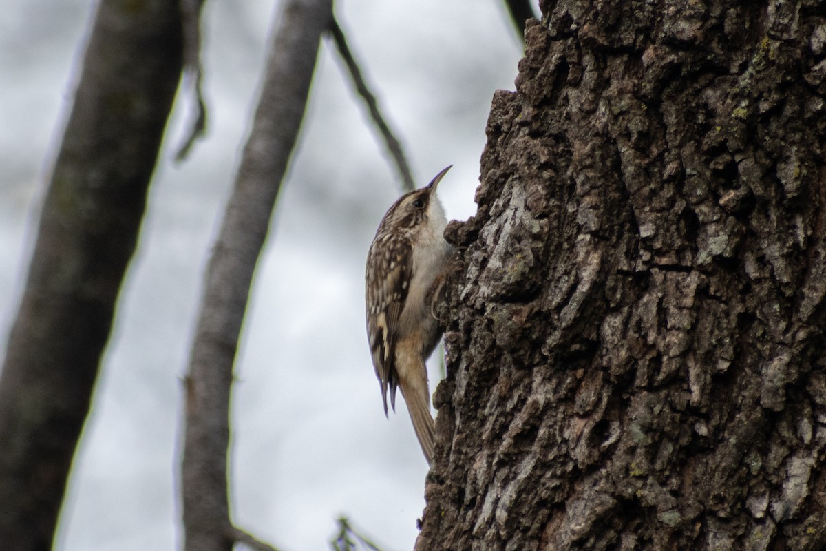 Brown Creeper - ML647052508