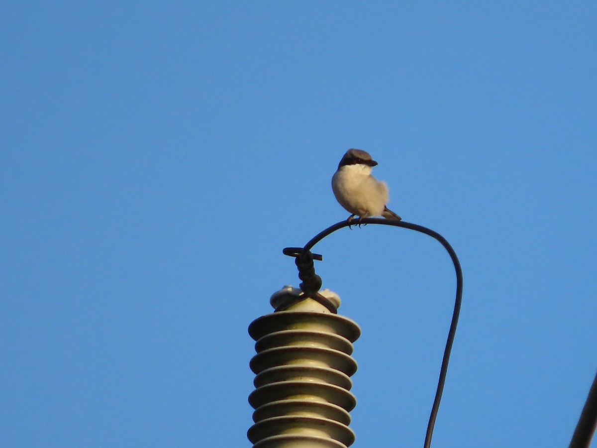 Loggerhead Shrike - ML647052515