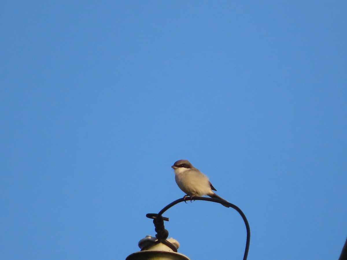 Loggerhead Shrike - ML647052516