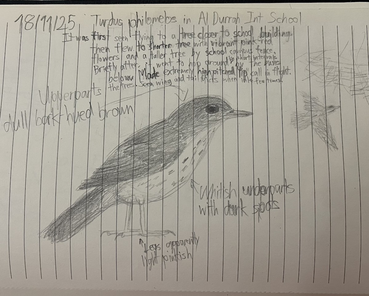 Song Thrush - ML647052518