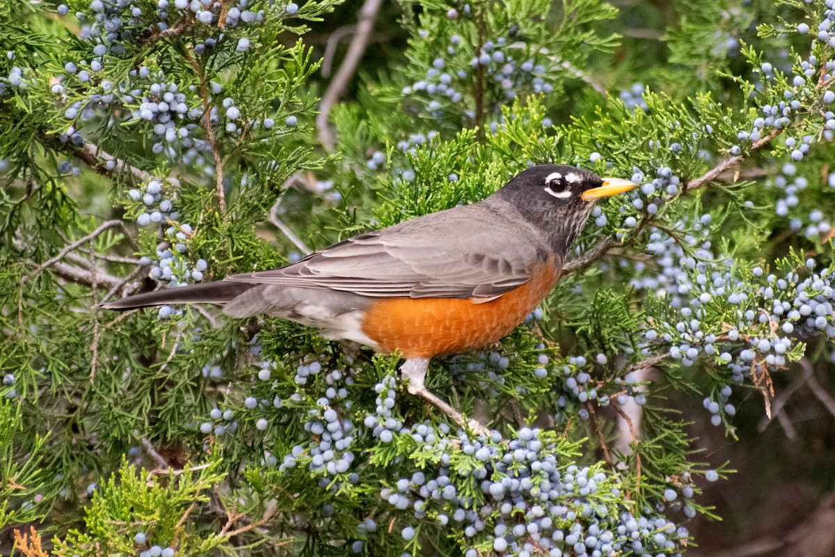 American Robin - ML647052520
