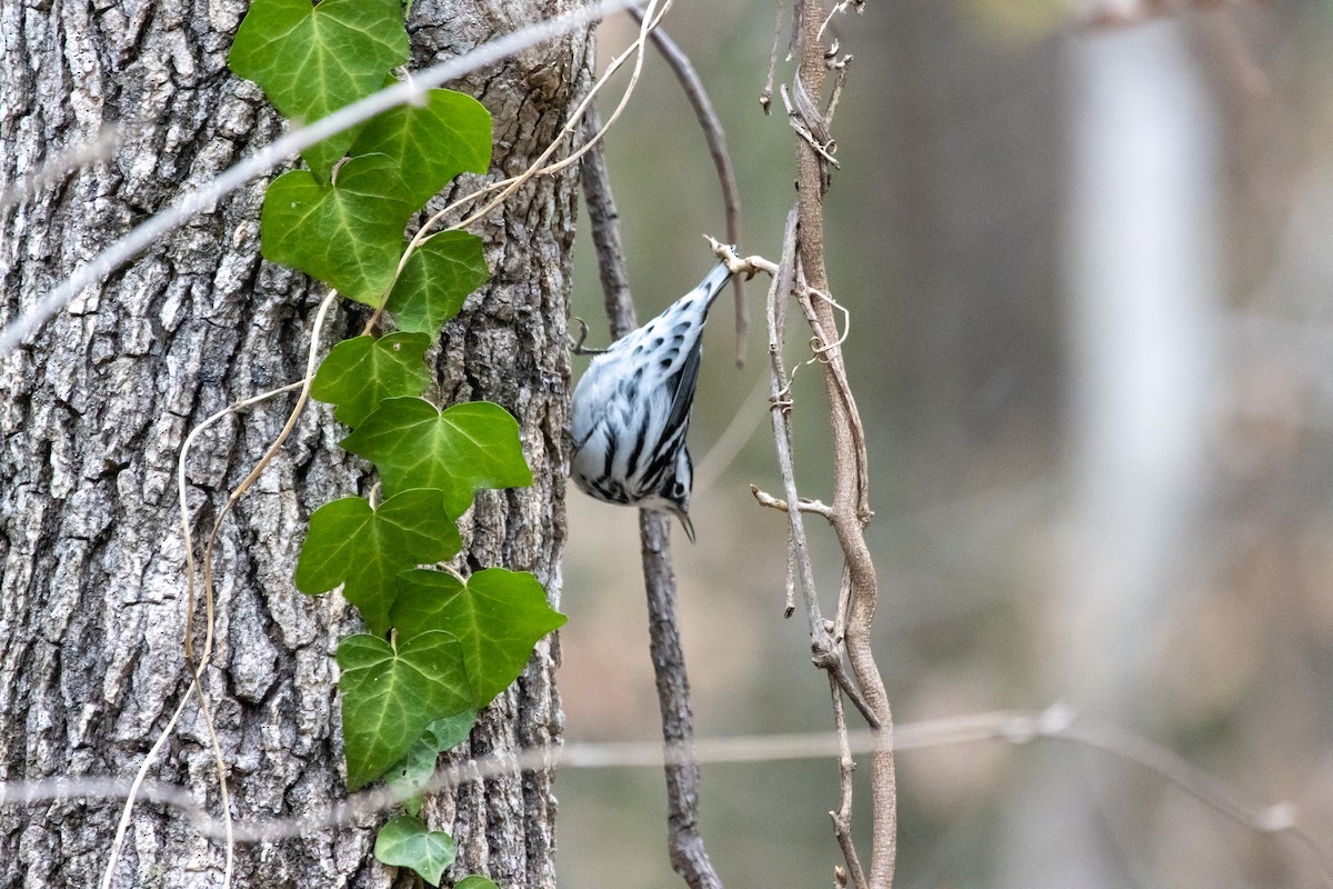 Black-and-white Warbler - ML647052522