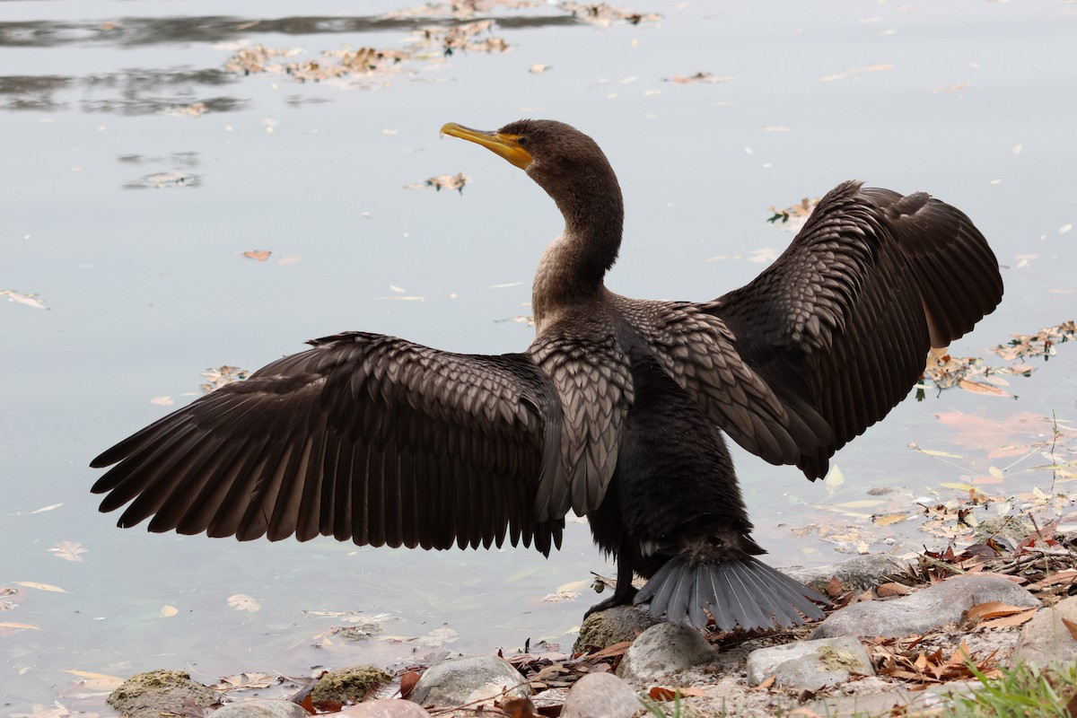 kormorán ušatý - ML647052523