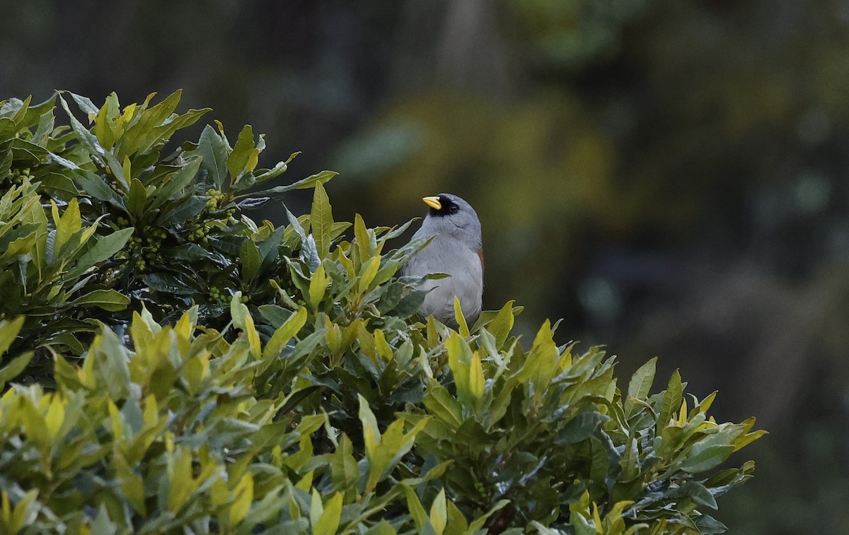 Rufous-backed Inca-Finch - ML647052525