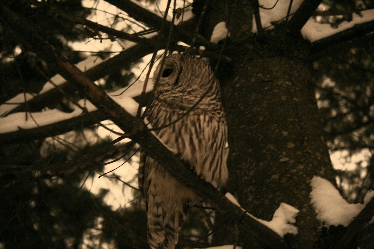 Barred Owl - ML647052527