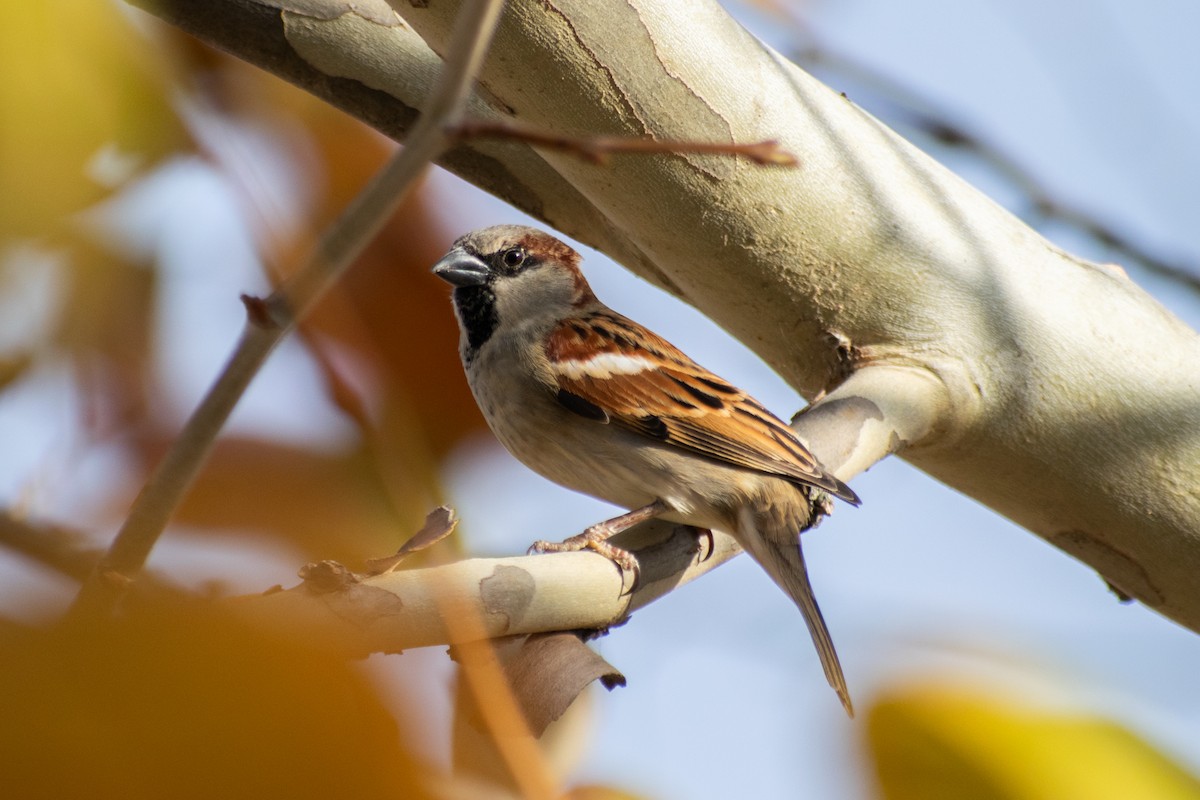 House Sparrow - ML647052528