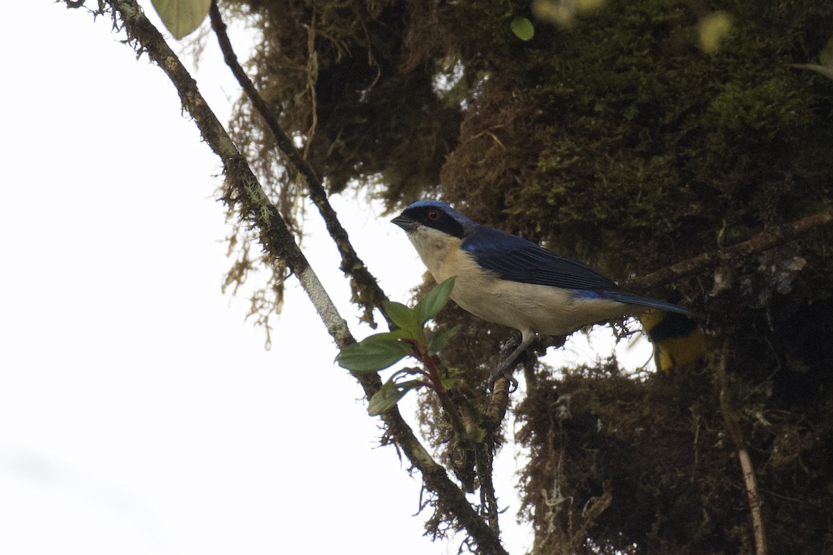 Fawn-breasted Tanager - ML647052549