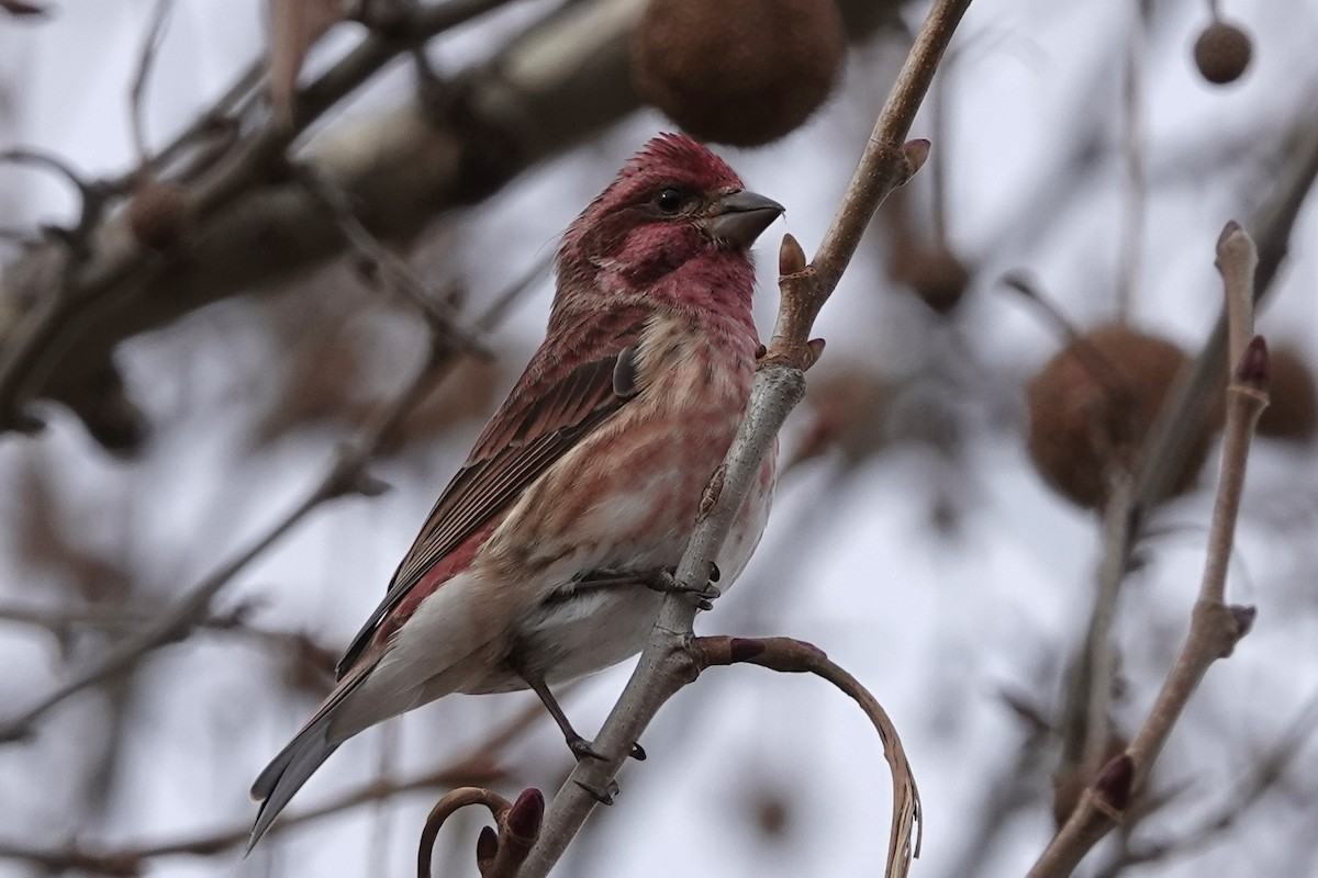 Roselin pourpré - ML647052551