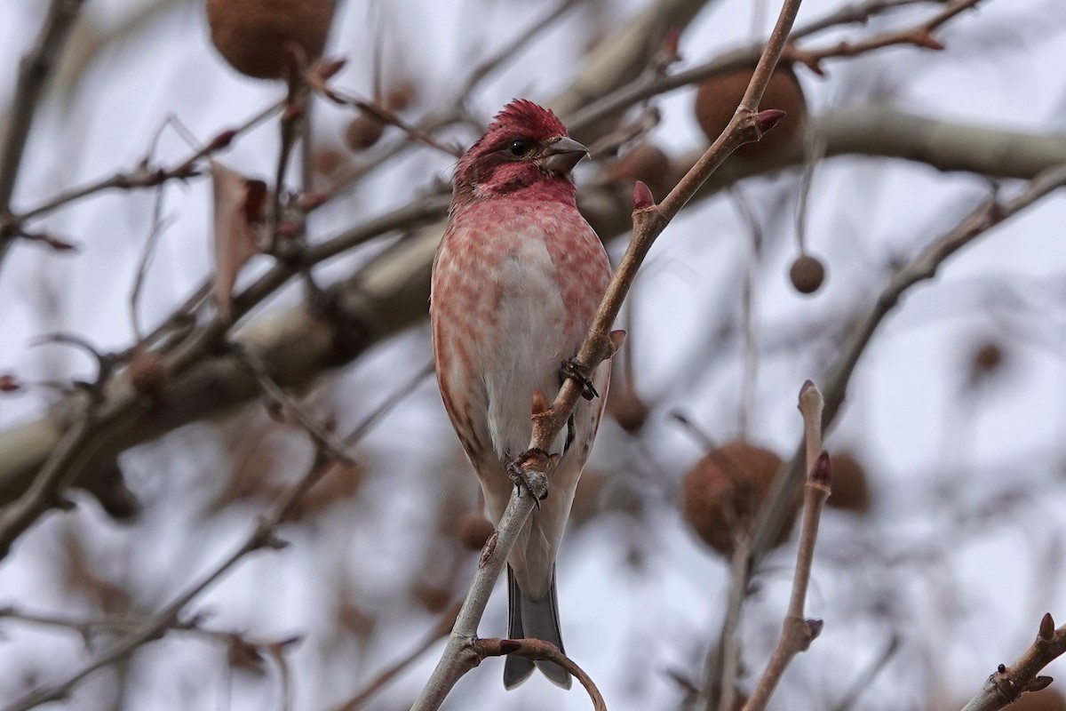 Roselin pourpré - ML647052552