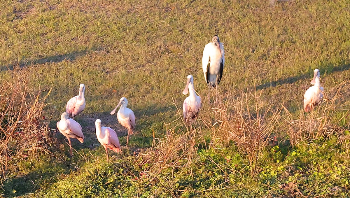 Roseate Spoonbill - ML647052558