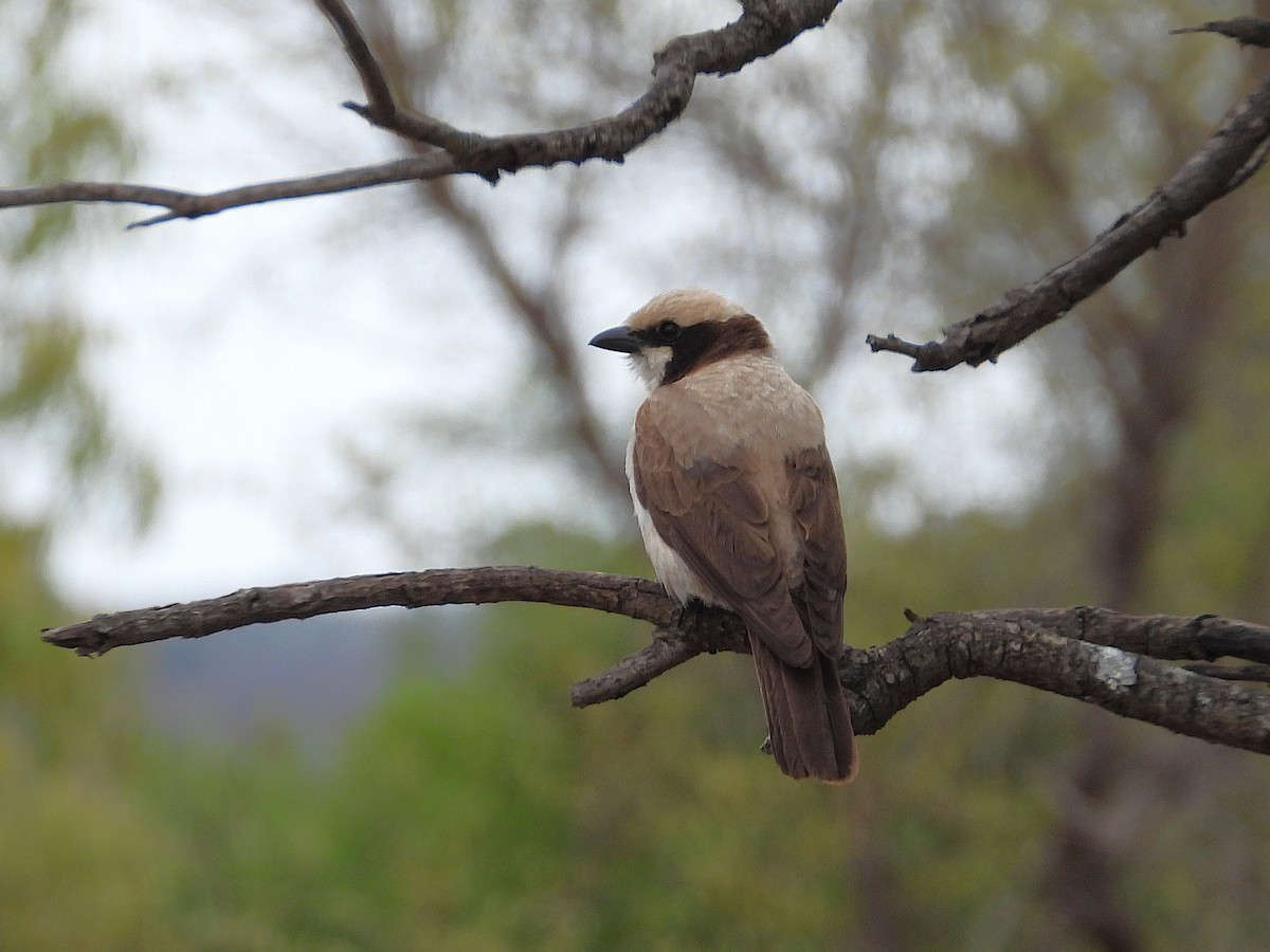 Ak Taçlı Örümcekkuşu - ML647052566
