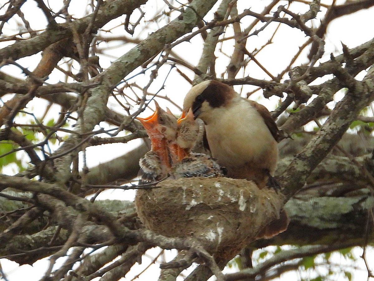Ak Taçlı Örümcekkuşu - ML647052575