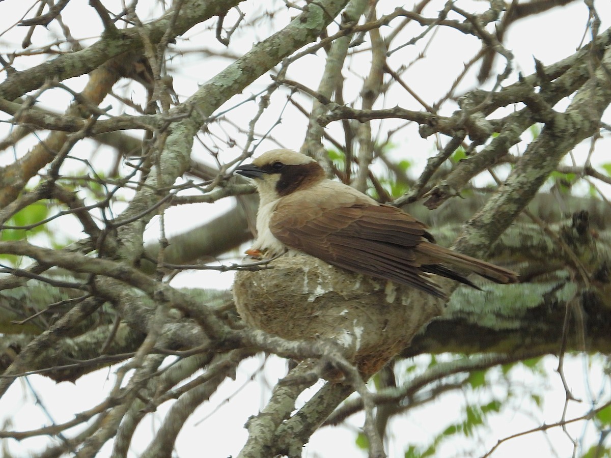 Ak Taçlı Örümcekkuşu - ML647052576