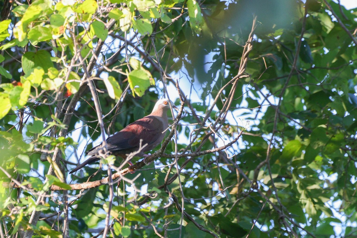 Pale-capped Pigeon - ML647052583