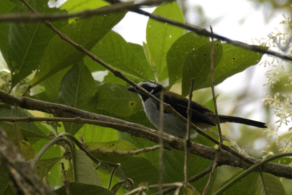 Black-winged Saltator - ML647052587