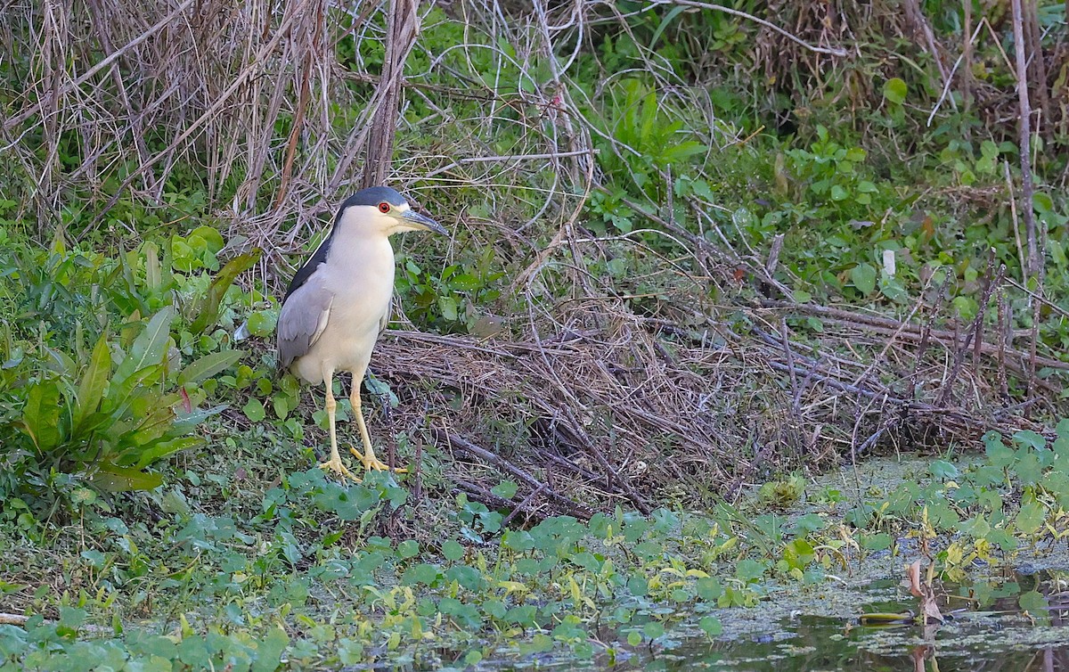 Black-crowned Night Heron - ML647052596