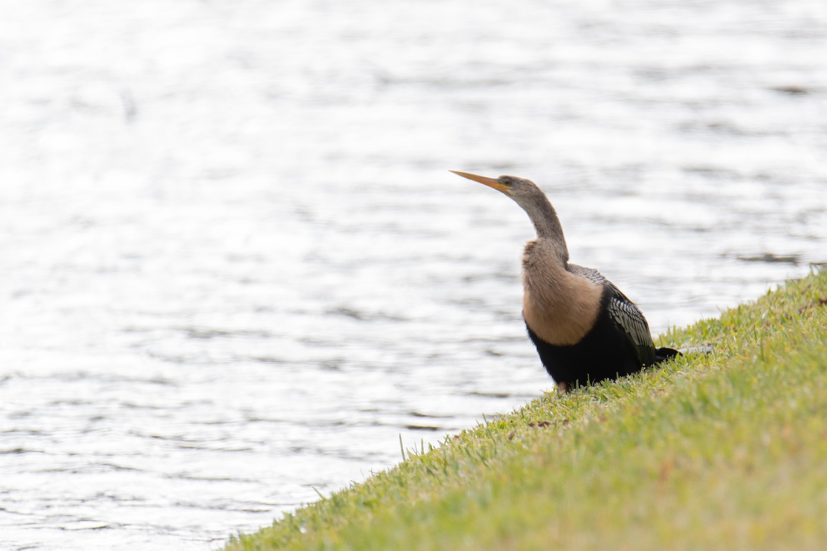 Anhinga - ML647052606