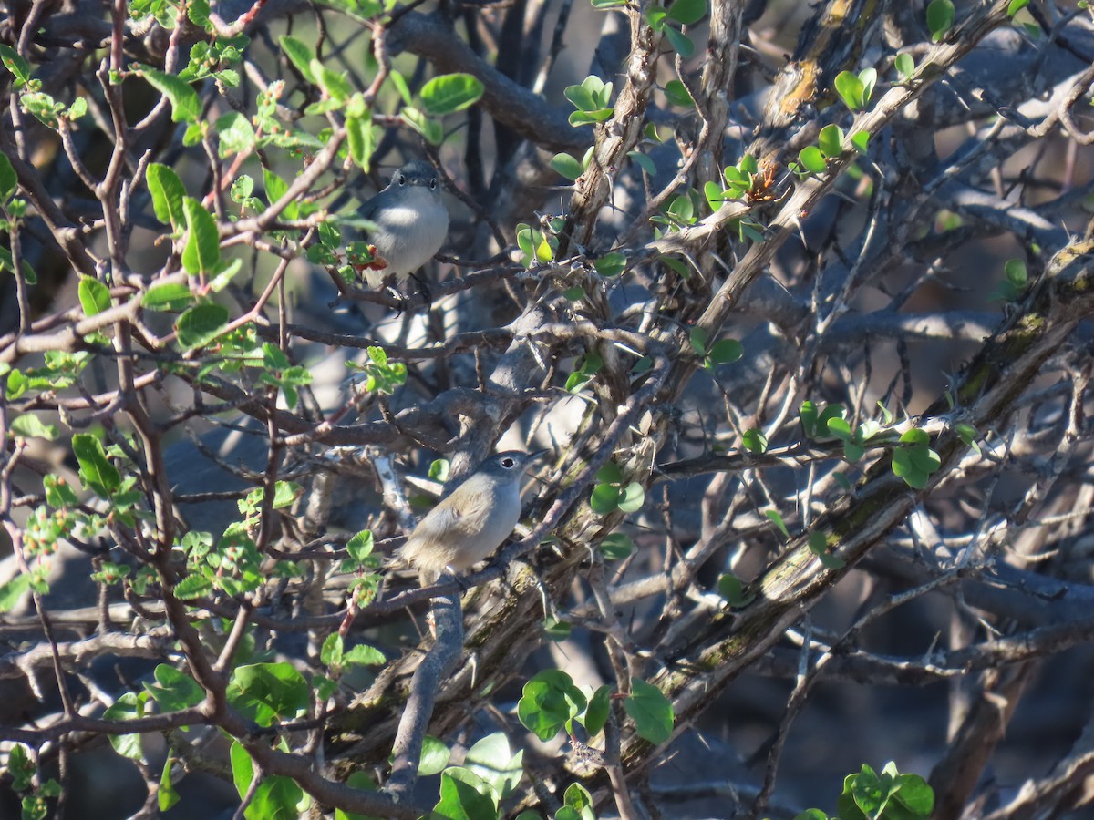 Black-tailed Gnatcatcher - ML647052607