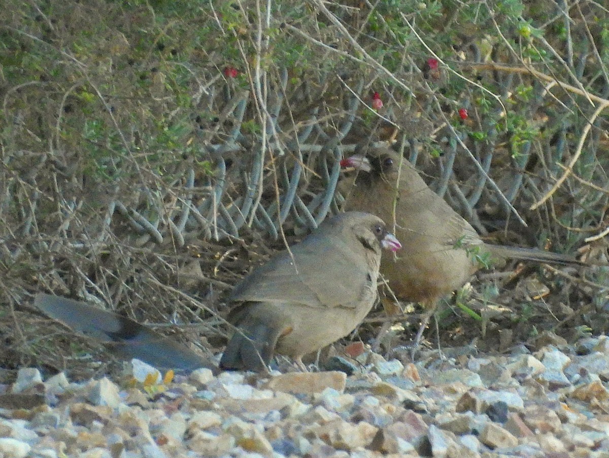 Чернолицый тохи - ML647052613
