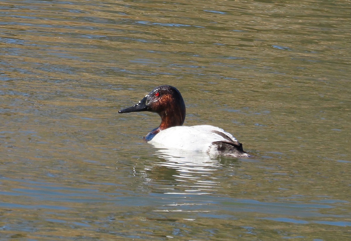 Canvasback - ML647052615