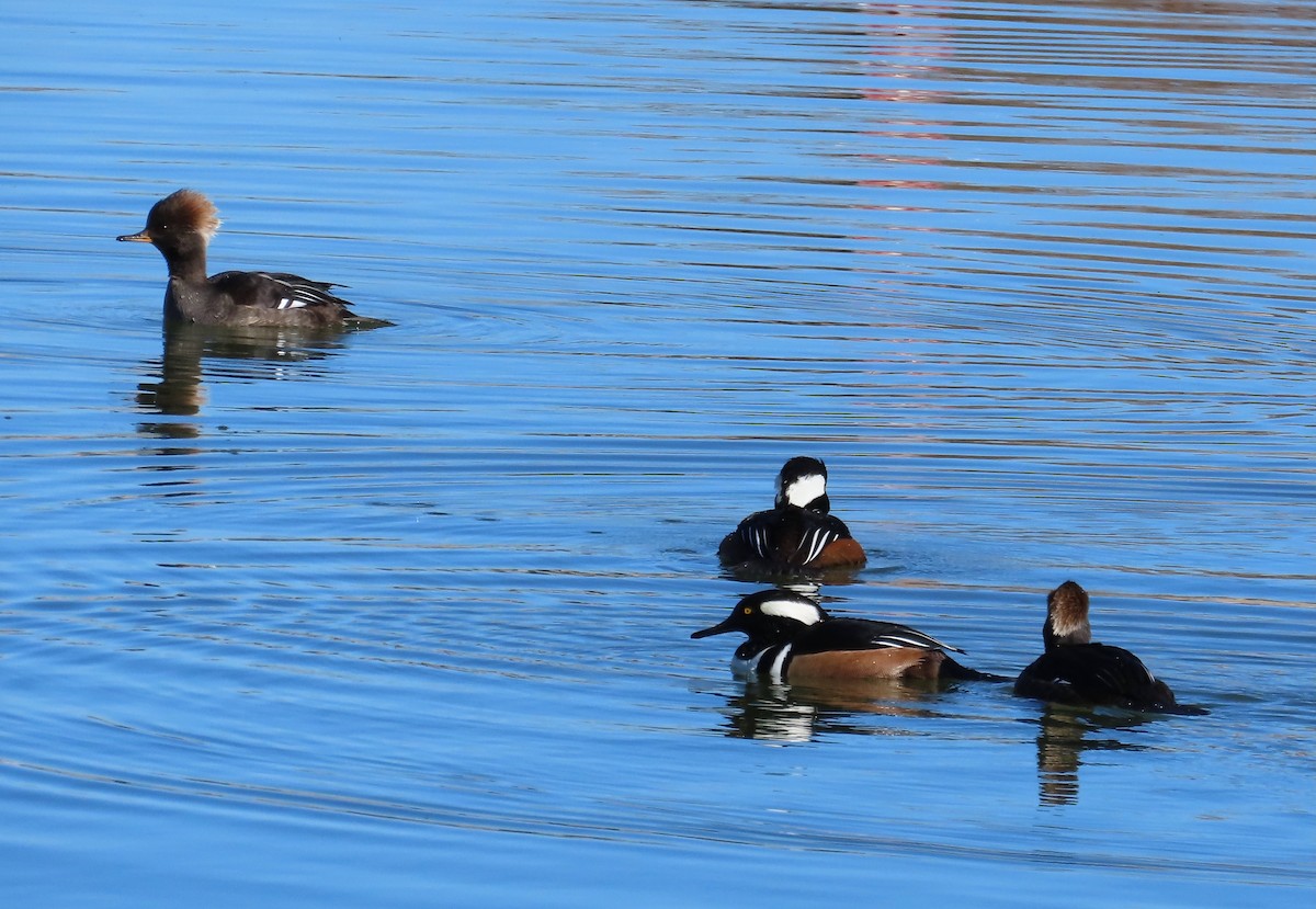Hooded Merganser - ML647052629