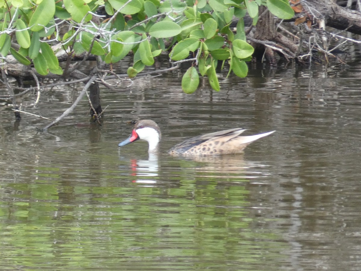 Bahamaente - ML647052631