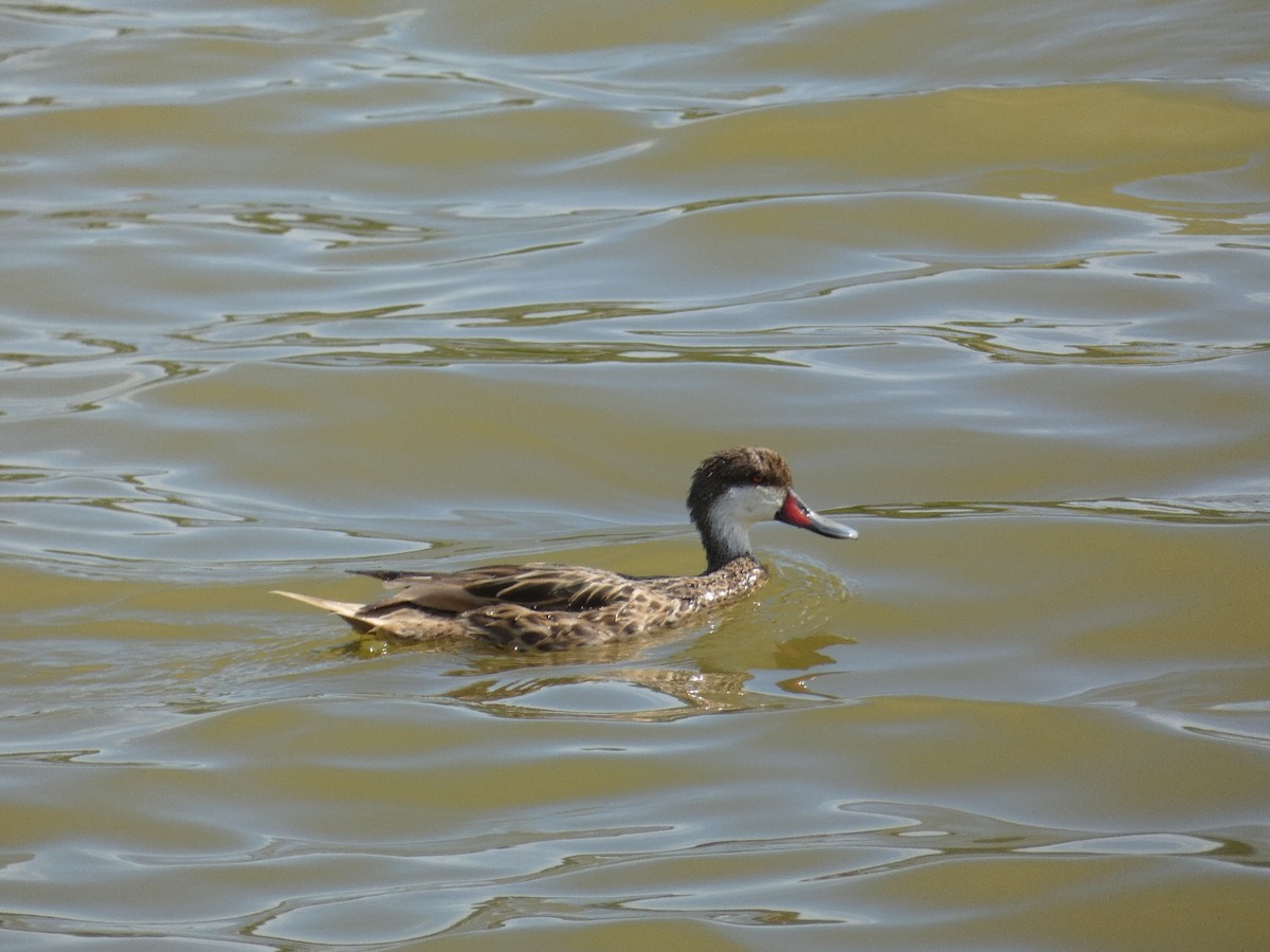 Bahamaente - ML647052640