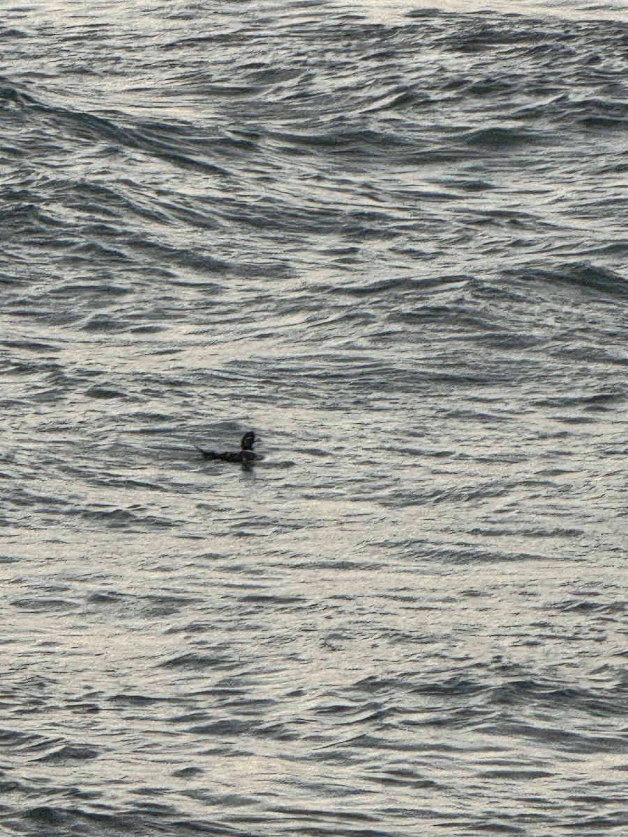 Harlequin Duck - ML647052647