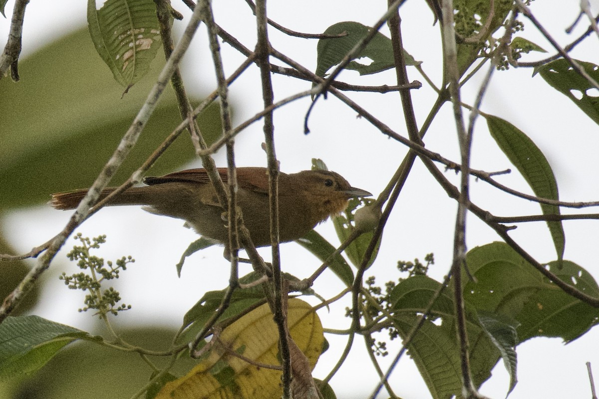 Buff-fronted Foliage-gleaner - ML647052649