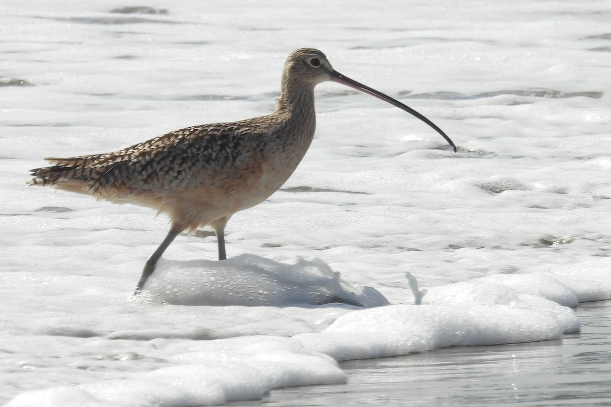 Кульон американський - ML647052662