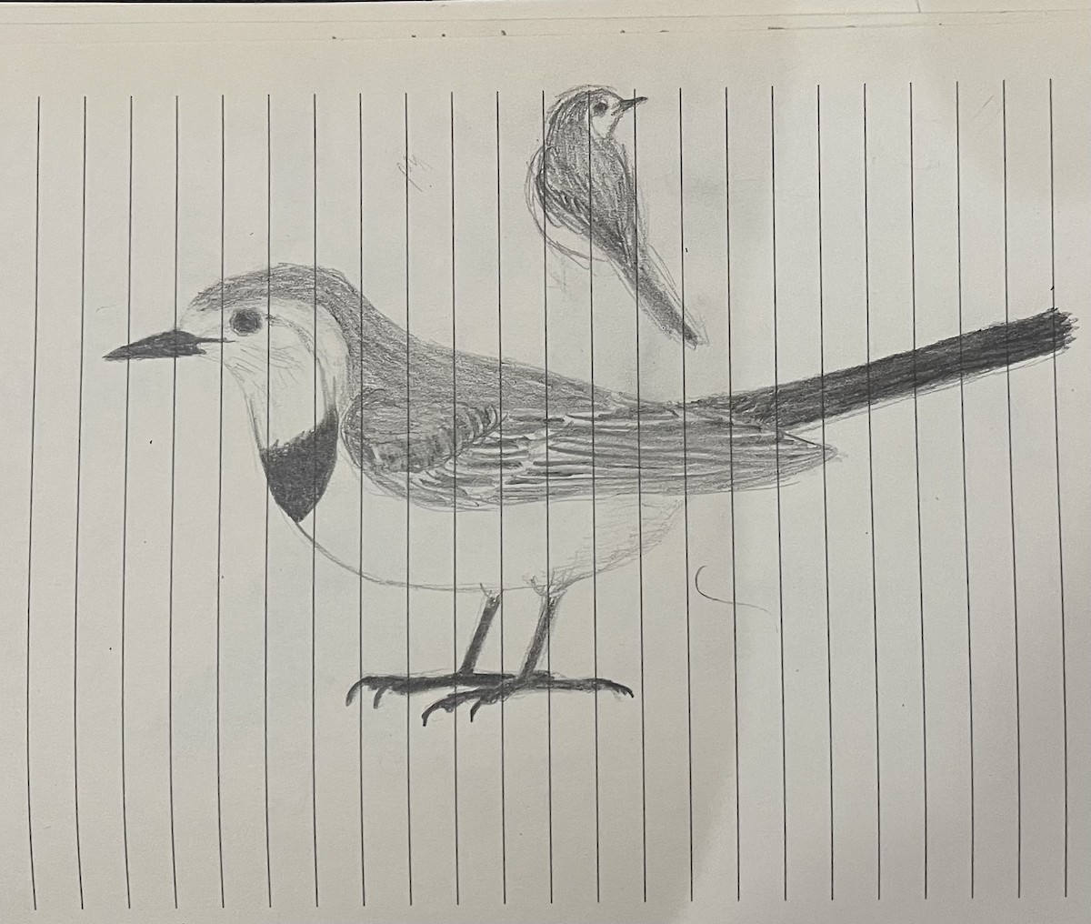 White Wagtail - ML647052665