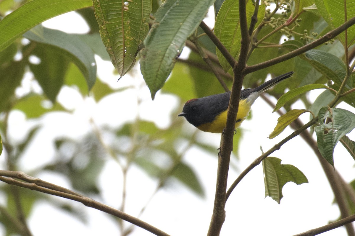 Slate-throated Redstart - ML647052668