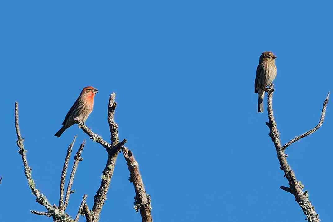 House Finch - ML647052679