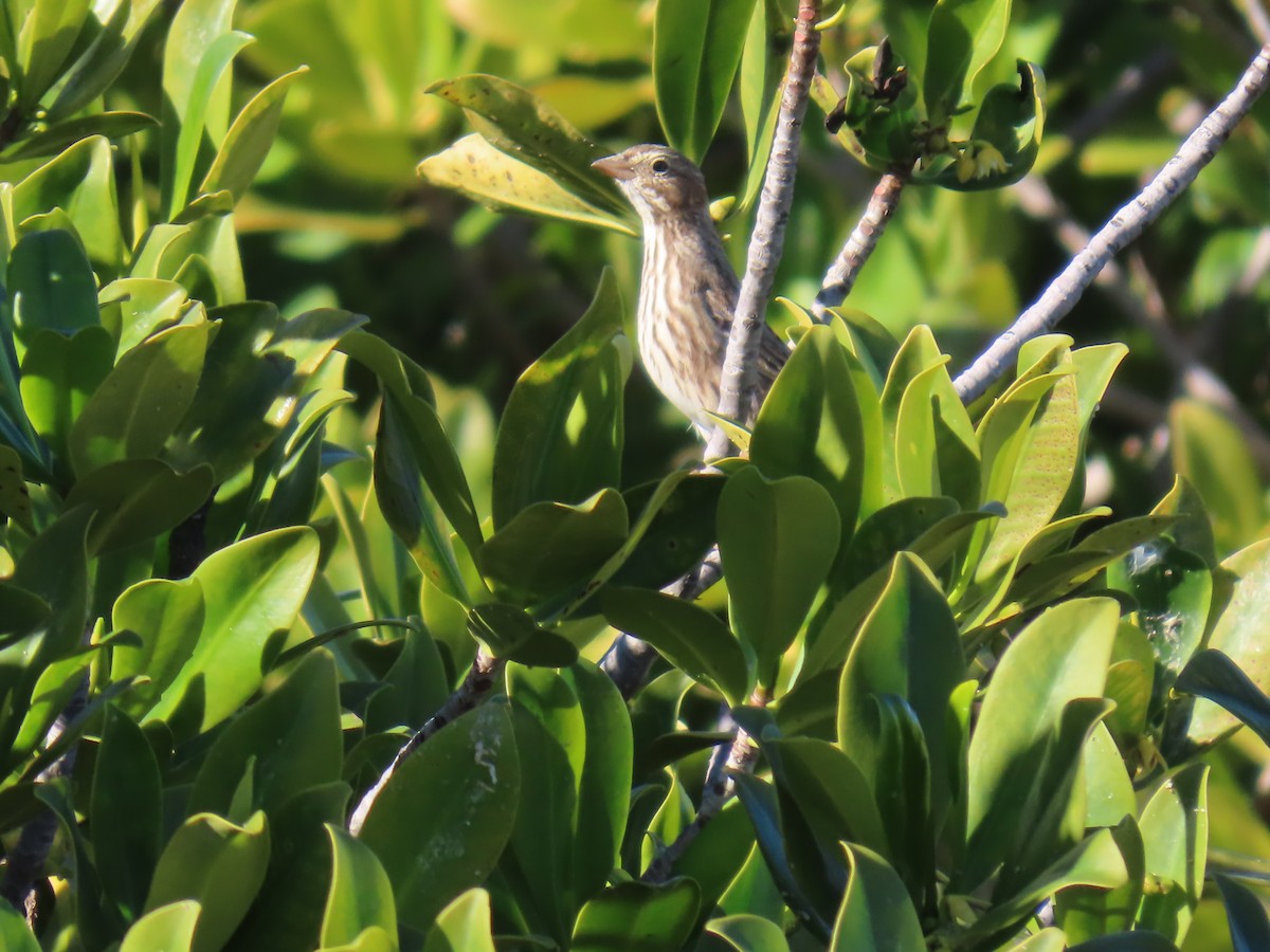 Пасовник савановий (підвид rostratus/atratus) - ML647052681
