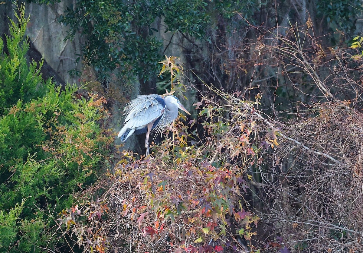 Great Blue Heron - ML647052683