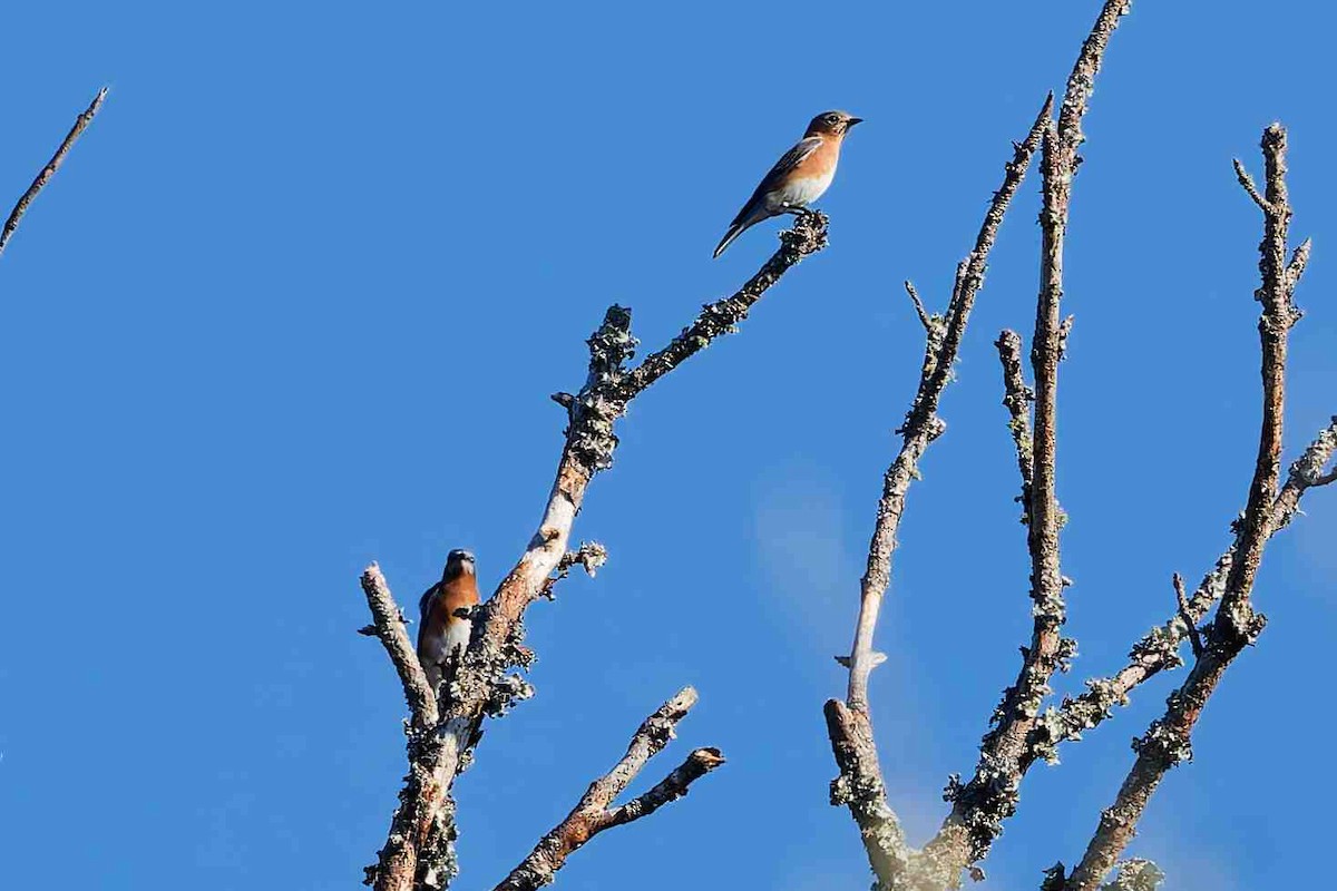 Eastern Bluebird - ML647052685