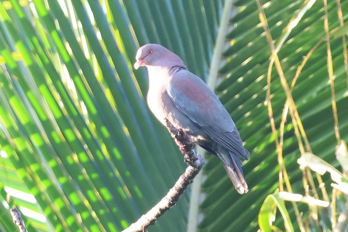 Red-billed Pigeon - ML647052698